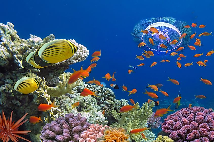 Red Sea coral reef